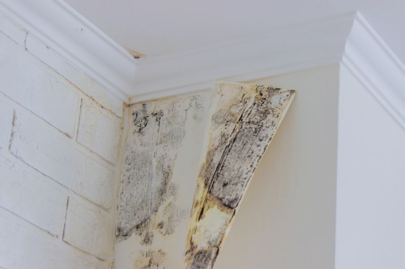 Air Duct Mold Removal in Frisco, TX