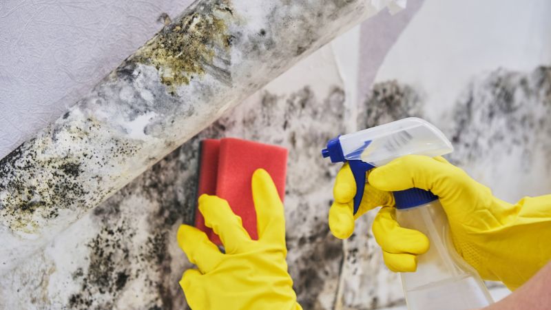 Basement Mold Remediation in Fort Worth, TX