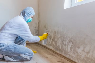 Black Mold Remediation in Bergen County, NJ