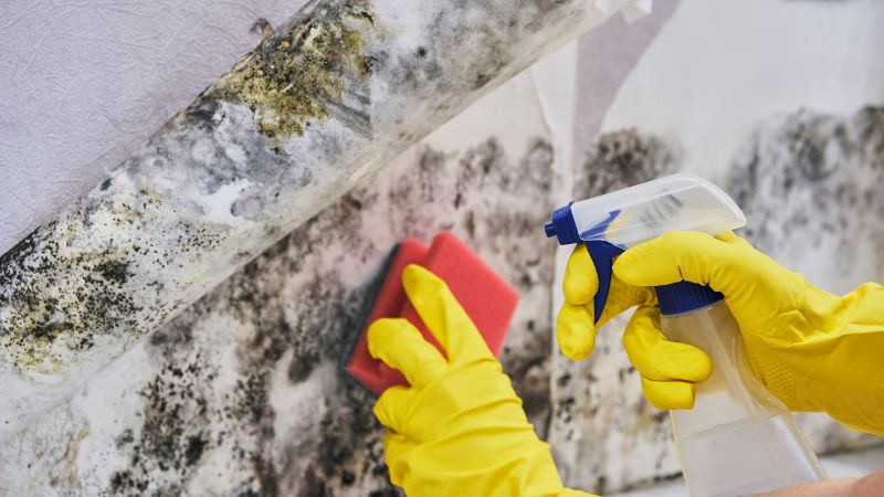Mold Abatement in Mckinney, TX