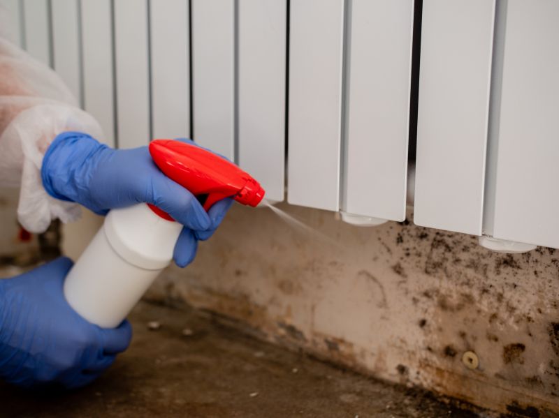 Mold Removal in Jupiter, FL